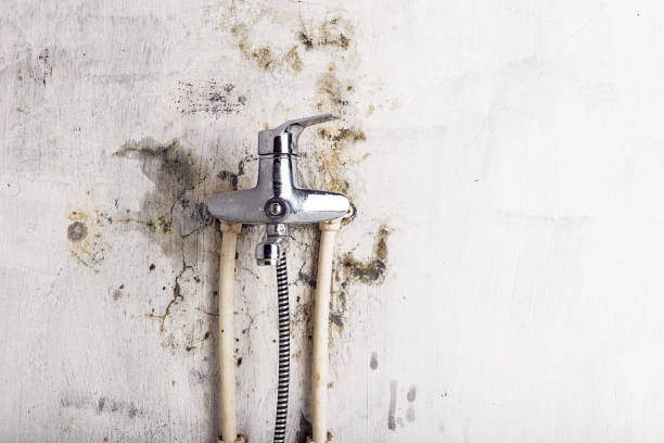 Best Office Mold Removal Services  in Terville, WA