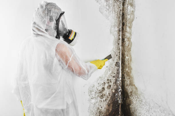 Home Mold Removal in Waterville, WA