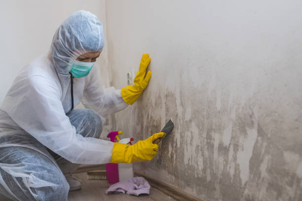 Best Home Mold Removal  in Terville, WA