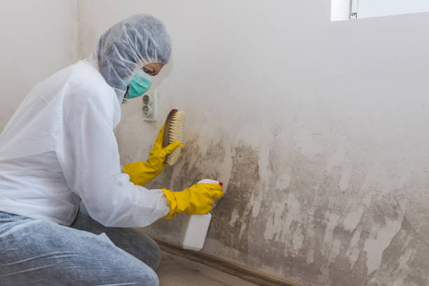 Best Fast Mold Removal  in Terville, WA