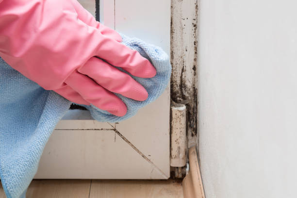 Reliable Waterville, WA Mold Removal Solutions